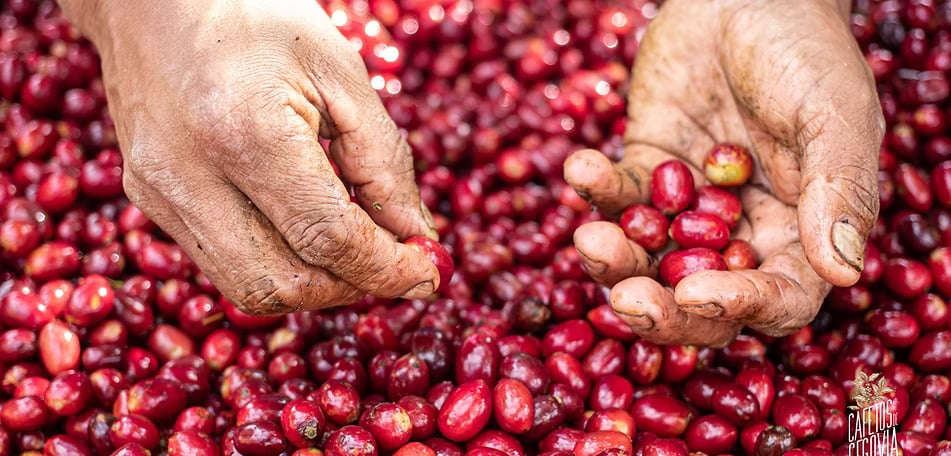 Cafetos de Segovia - Coffee producers