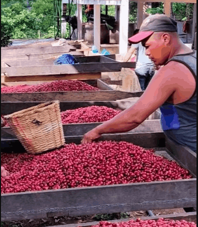 Cafetos de Segovia - Fincas